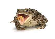 Common European Toad (Bufo bufo) female feeding on mealworm, Captive, UK, sequence 3/3
