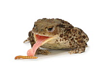 Common European Toad (Bufo bufo) female sticking out tongue to feed on mealworm, Captive, UK,
