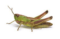 Meadow Grasshopper (Chorthippus parallelus) brachypterous female. Surrey, UK