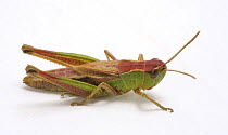 Meadow Grasshopper (Chorthippus parallelus) brachypterous female. Surrey, UK
