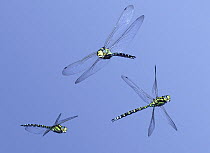 Southern Hawker Dragonfly (Aeshna cyanea) male in flight, 3 images showing level flight, banking and turning, Surrey, UK. Digital composite