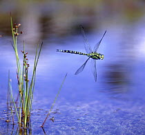 Southern Hawker Dragonfly (Aeshna cyanea) male flying over pond, digital composite, Surrey, UK