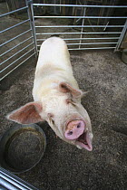 Domestic Pig {Sus scrofa domestica} asking to be fed, UK