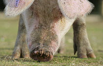 Domestic Pig {Sus scrofa domestica} grazing, with rings in its nose. New Forest, Hampshire, UK