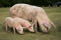 Domestic Pig {Sus scrofa domestica} and piglets grazing, New Forest, Hampshire, UK