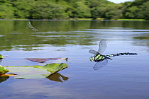 Southern Hawker Dragonflies (Aeshna cyanea) flying over Eyeworth Pond, New Forest, Hampshire, UK, digital composite