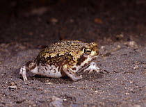 Natal Pyxie Frog (Pyxicephalus natalensis) active after rain, Namibia