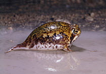 Natal Pyxie Frog (Pyxicephalus natalensis) swollen in rain puddle at night, Namibia