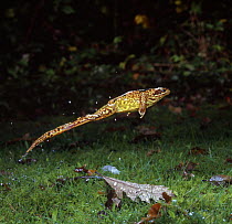 Common Frog (Rana temporaria) leaping. Surrey, UK