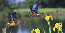 Common Kingfishers (Alcedo atthis) flying, one with fish in beak, Surrey, UK, digital composite
