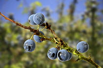 Sloe berries (Prunus spinosa) fruit in autumn. Digital composite, Surrey, UK