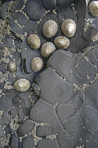 Limpets and barnacles on crazed rock. UK NON DISPONIBLE POUR UNE UTILISATION DANS UN LIVRE JUSQU'EN 2025. MERCI DE NOUS CONTACTER POUR TOUT AUTRE UTILISATION AFIN DE POUVOIR DEBLOQUER L'IMAGE