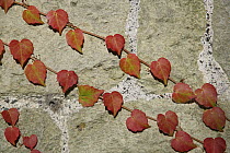 Boston Ivy (Parthenocissus tricuspidata) climbing up wall, autumn colours, UK