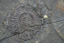 Ammonite fossil in shale. Kimmeridge, Dorset, UK
