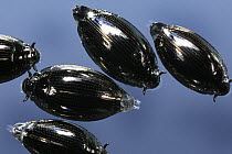 Whirligig Beetles (Gyrinus sp) on the surface of a pond. Surrey, UK