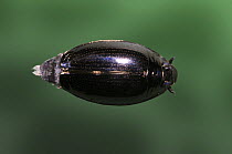 Whirligig Beetle (Gyrinus sp) on the surface of a pond. Surrey, UK