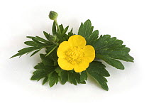 Creeping Buttercup (Ranunculus repens) plant with flower, UK