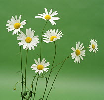 Marguerite / Ox-eye Daisy flowers {Leucanthemum vulgare} UK