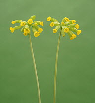 Cowslip flowers {Primula veris} UK