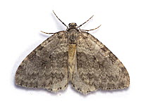 November Moth (Epirrita dilutata) captive, UK