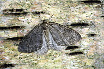 November Moth (Epirrita dilutata) resting on Birch bark, Surrey, UK