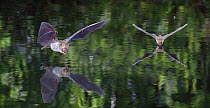 Natterer's Bats (Myotis nattereri) flying over and drinking from a woodland pond. digital composite, Surrey, UK