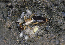 Common Earwig (Forficula auricularia) female guarding eggs and newly-hatched young. Surrey, UK