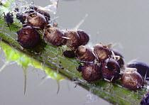 Aphids killed by parasitic wasps, leaving only hollow shells with neatly-cut holes through which the wasps emerged, UK