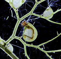 Greater Bladderwort (Utricularia major) bladder with trapped mosquito larva, showing head still protruding from the mouth of the bladder. Surrey, UK