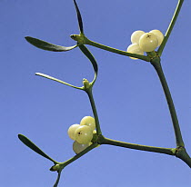 Mistletoe (Viscum album) with berries in winter. Surrey, UK