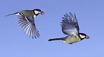 Great Tits (Parus major) in flight with peanut in beak, digital composite, Surrey, UK