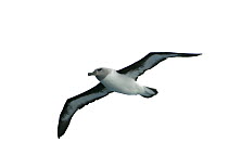 Grey-headed Albatross (Thalassarche chrysostoma) immature bird in flight, Southern Oceans.