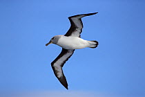 Grey-headed Albatross (Thalassarche chrysostoma) flying, Southern Oceans.