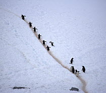 Flock of Gentoo Penguin (Pygoscelis papua) using a penguin walkway to get to their nesting ground from the sea. Antarctica.
