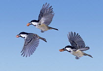 Coal Tits (Periparus ater) flying with peanuts in their beaks, digital composite, Surrey, UK