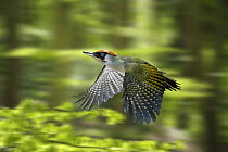 Green Woodpecker (Picus viridis) male flying through Beech woodland in spring, Surrey, UK. Digital composite