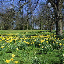 Daffodils {Narcissus sp} flowering in parkland, UK.
