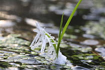 Frost crystals on a grass blade projecting above a frozen pond. UK