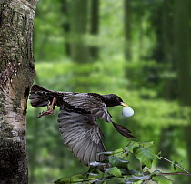 European Starling (Sturnus vulgaris) parent flying from nest hole carrying eggshell. Surrey, UK