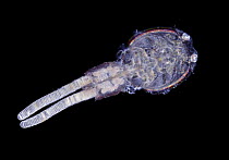 Fish Louse (Copepoda) female carrying egg pouches, taken from Sea Bass (Dicentrarchus labrax)