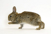 Baby European Rabbit (Oryctolagus cuniculus) walking, captive, UK
