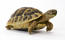 Hermann's Tortoise (Testudo hermanni), 18 months old, captive