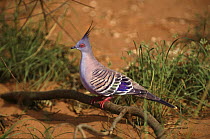 Crested Pigeon (Ocyphaps lophotes). North Australia