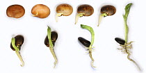 Broad Bean (Vicia faba) germination and growth from seed, sequence, UK composite