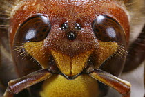 European Hornet (Vespa crabro) head of queen showing eyes and ocelli. Surrey, UK