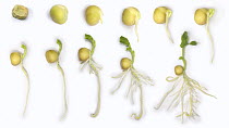Garden Pea (Pisum sativum) germination and growth from seed, composite sequence, UK