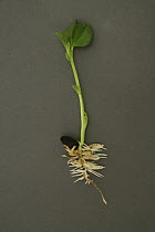 Broad Bean (Vicia faba) seedling showing roots and leaf growth.