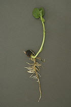 Broad Bean (Vicia faba) seedling showing roots and leaf growth.