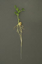 Garden Pea (Pisum sativum) seedling showing roots and leaf growth.