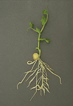 Garden Pea (Pisum sativum) seedling showing roots and leaf growth.